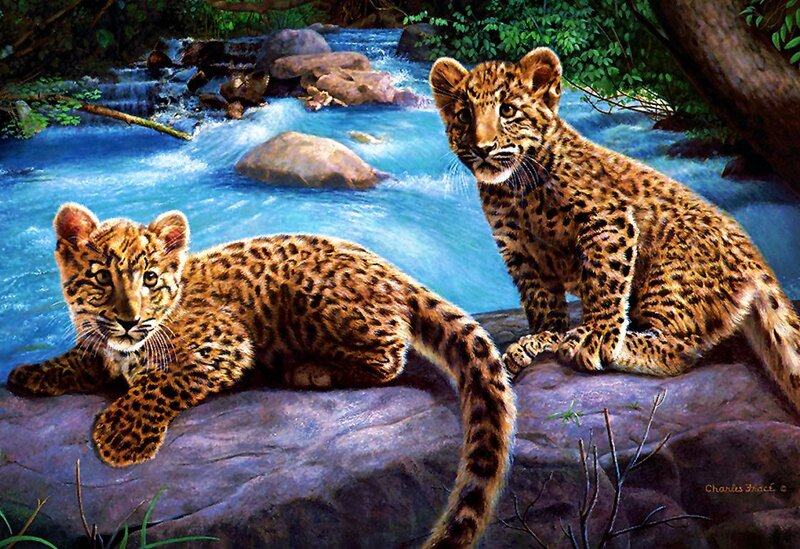 Leopard Cubs by River