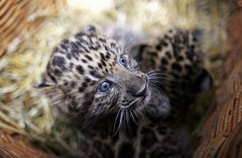 leopard cubs in a basket
