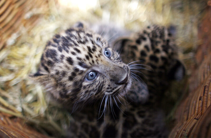 Leopard cubs in a basket