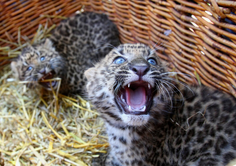 Leopard Cubs in Basket