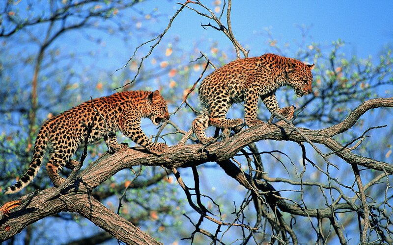 Leopard cubs on a tree branch