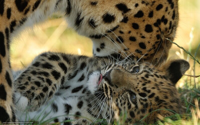 Leopard Cubs Playing — Brown, Playful