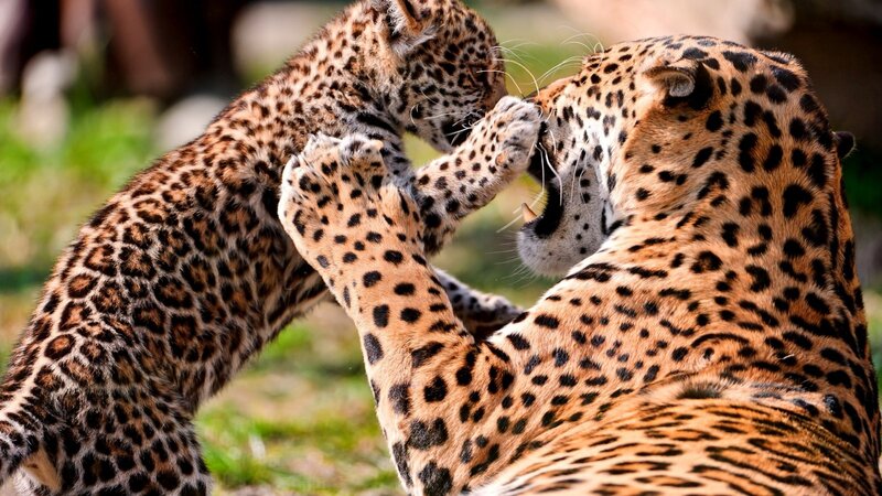 Leopard Cubs Playing
