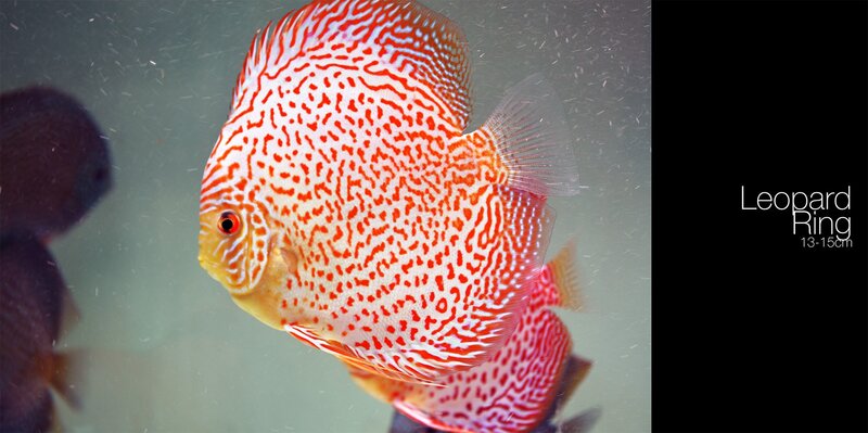 Leopard Discus Fish