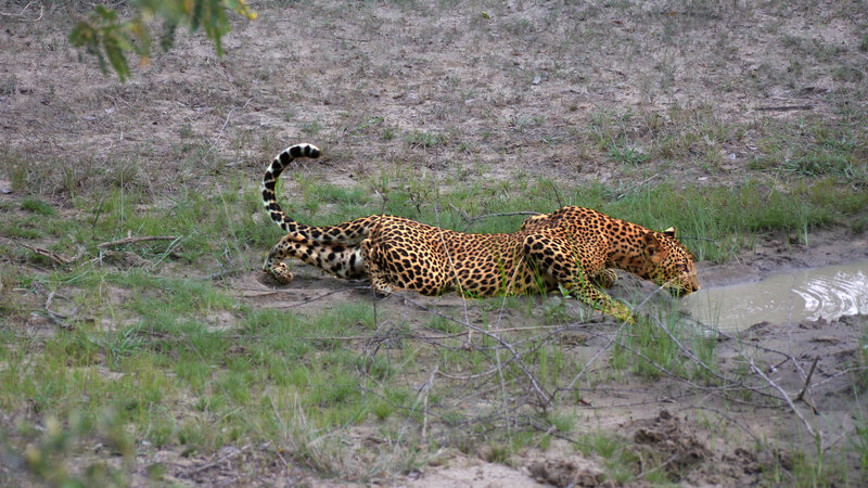 Leopard Drinking Water — Brown, Natural