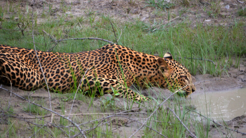 Leopard Drinking Water — Brown
