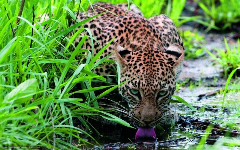 Leopard Drinking Water — Green