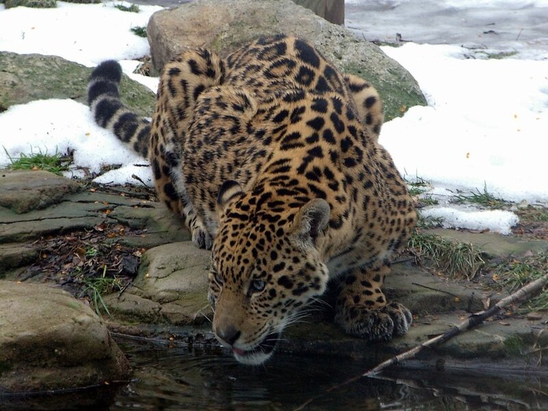 Leopard Drinking Water