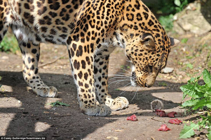 Leopard Eating Meat — Brown