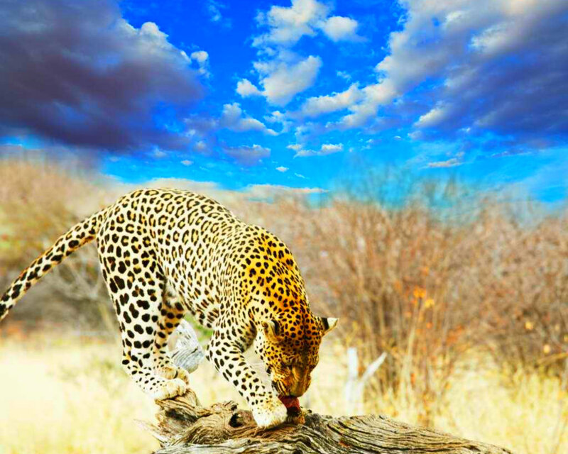 Leopard Eating Prey — Blue