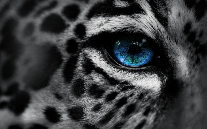 Leopard Eye Close-up — Black, Dramatic, Photograph