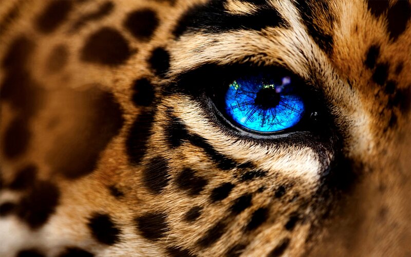Leopard Eye Close-up — Blue