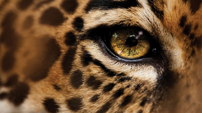 Leopard Eye Close-up — Brown, Intense