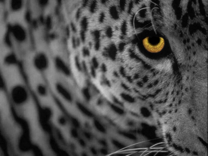 leopard eye close-up