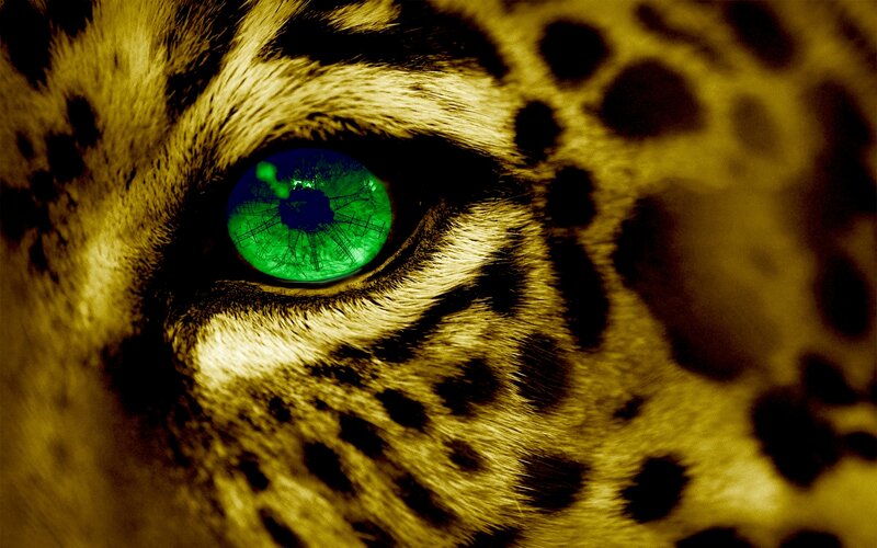 Leopard Eye Close-up — Yellow