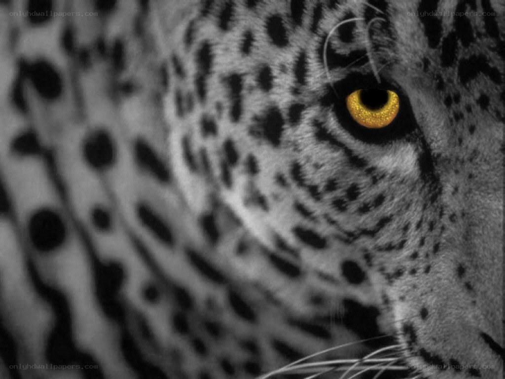 leopard eye close-up