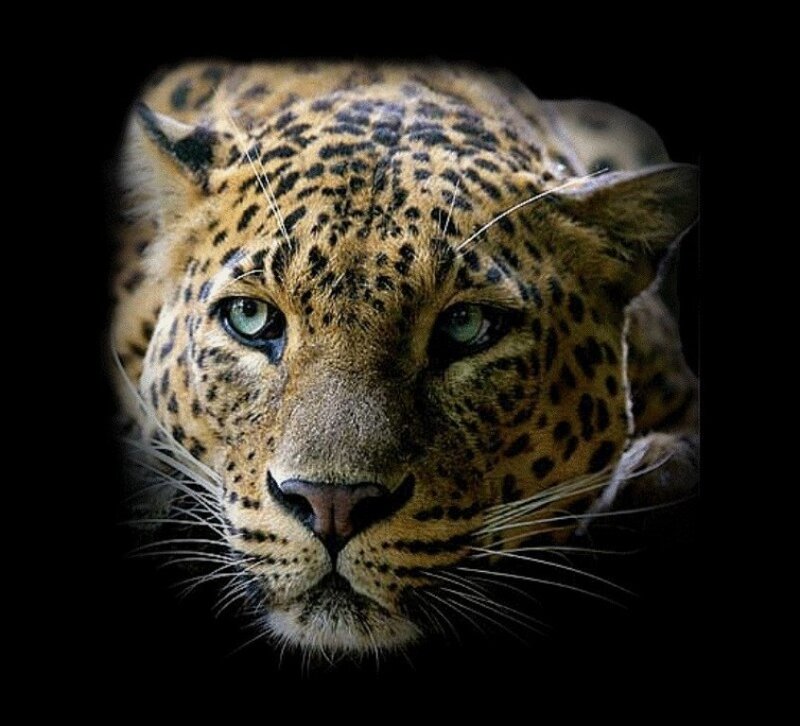Leopard Face — Black