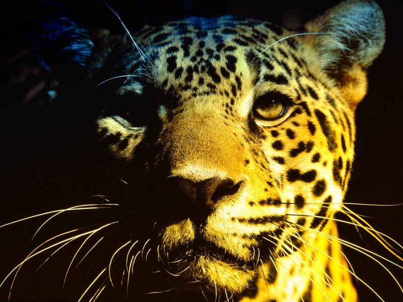 Leopard Face Close-up — Black, Dramatic, Night