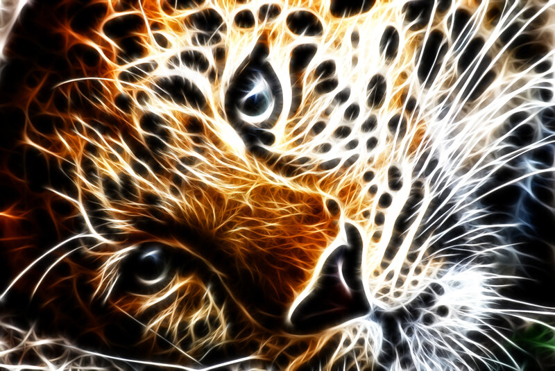 Leopard Face Close-up — Black, Dramatic
