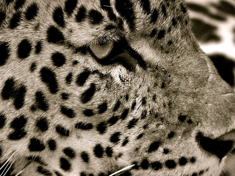 Leopard Face Close-up — Black, Intense, Photograph