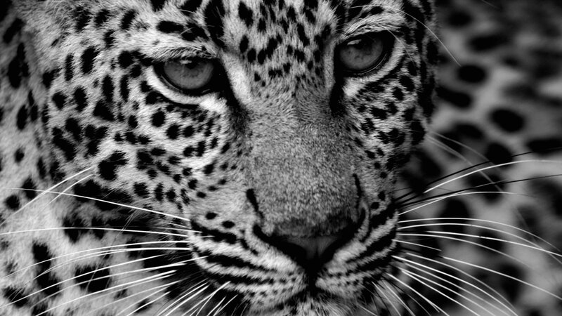 Leopard Face Close-up — Black