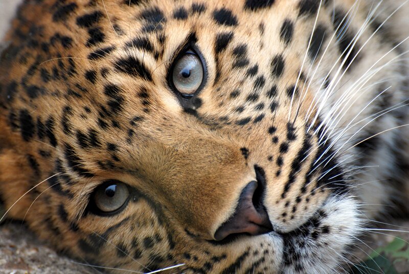 Leopard Face Close-up — Brown, Calm, Photograph, Eyes, Whiskers, Spots, Black, Tan