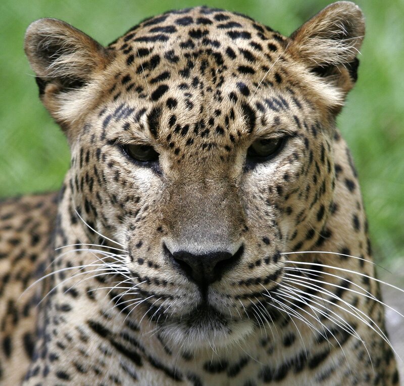 Leopard Face Close-up — Brown, Calm, Photograph, Whiskers