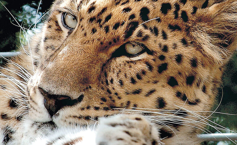 Leopard Face Close-up — Brown, Calm