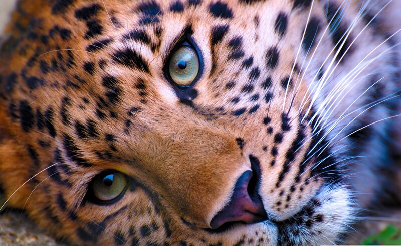 Leopard Face Close-up — Brown, Green