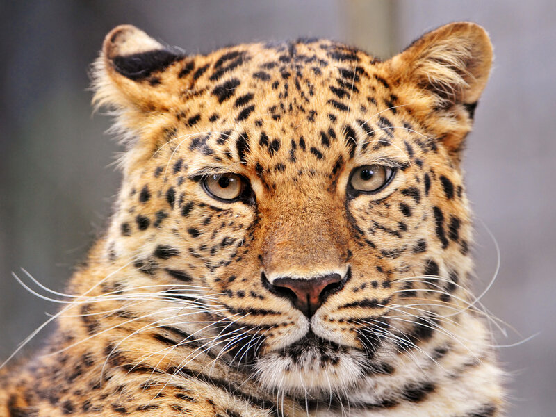 Leopard Face Close-up — Brown, Intense, Photograph, Eyes