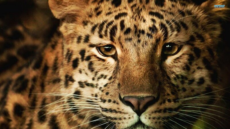 Leopard Face Close-up — Brown, Intense, Photograph, Eyes, Whiskers, Spots, Black, Superb Wallpapers