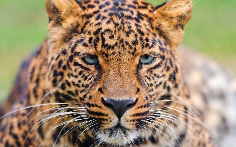 Leopard Face Close-up — Brown, Intense, Photograph, Green Background