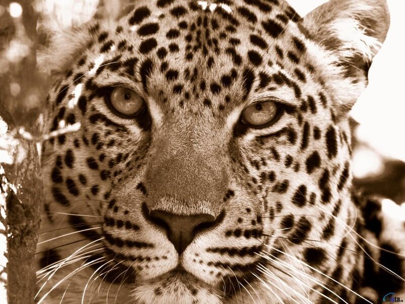 Leopard Face Close-up — Brown, Intense, Photograph