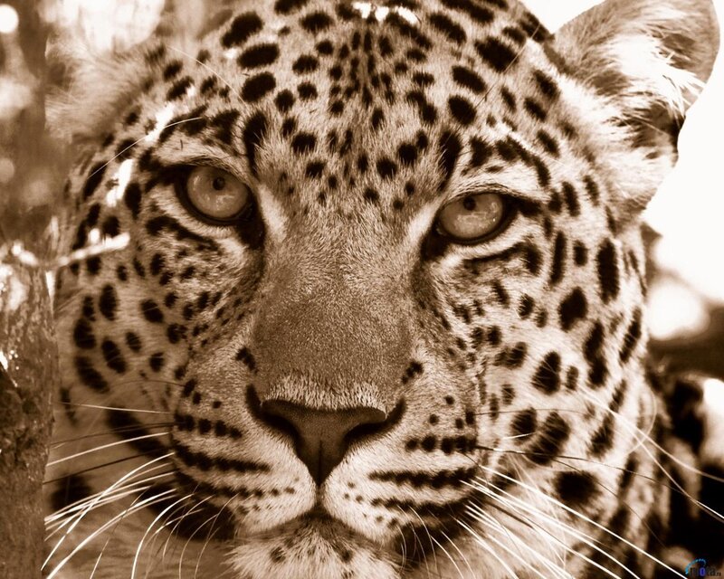 Leopard Face Close-up — Brown, Intense, Photograph, Tree Branch