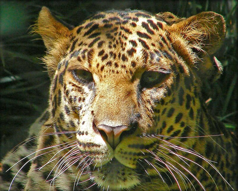 Leopard Face Close-up — Brown, Intense, Photograph, Whiskers, Eyes, Spots
