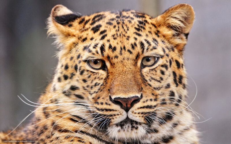 Leopard Face Close-up — Brown, Intense, Photograph, Whiskers, Eyes