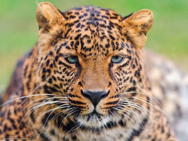 Leopard Face Close-up — Brown, Intense, Photograph, Whiskers, Green Background