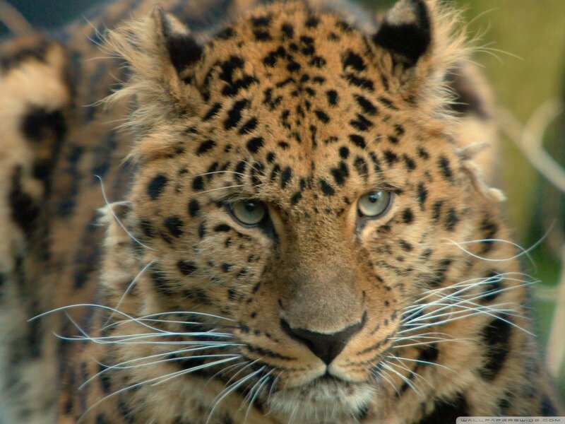 Leopard Face Close-up — Brown, Intense, Photograph, Whiskers, Spots