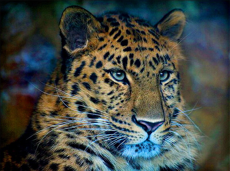 Leopard Face Close-up — Brown, Intense, Photograph, Whiskers
