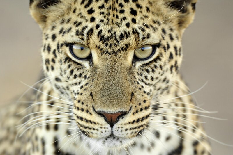 Leopard Face Close-up — Brown, Tan