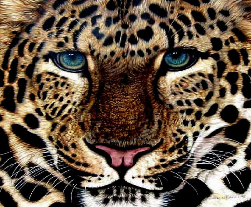 Leopard Face Close-up — Brown
