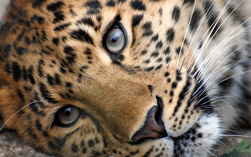 Leopard Face Close-up — Calm