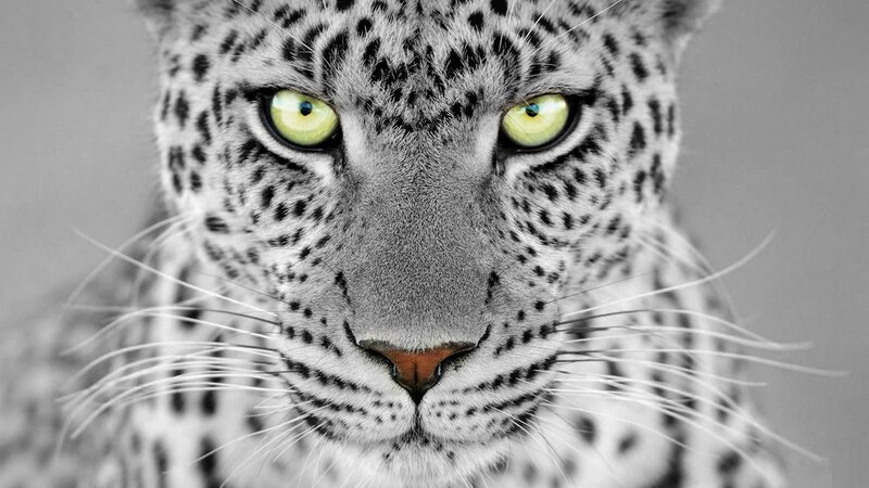 Leopard Face Close-up — Gray