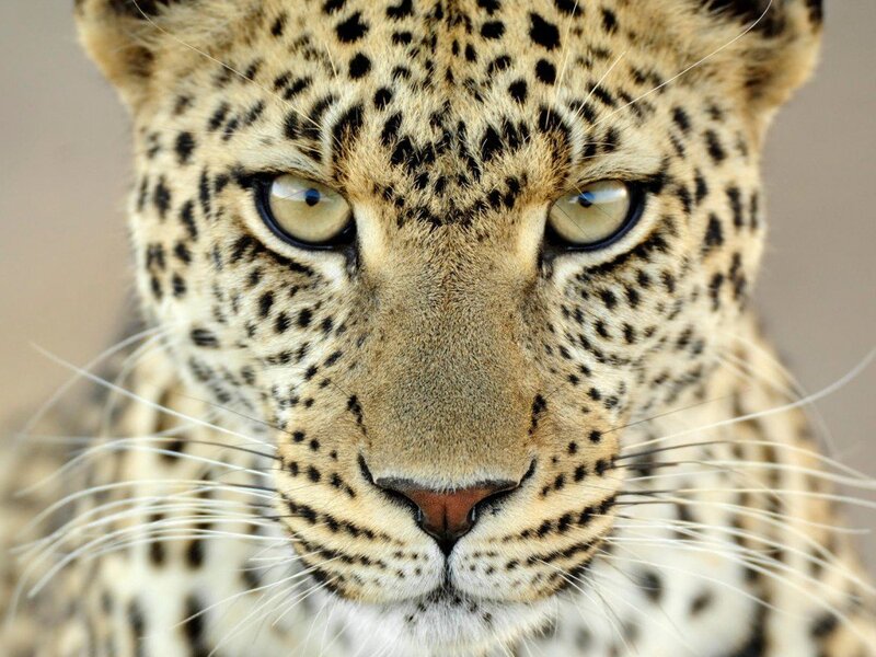 Leopard Face Close-up — Intense, Black