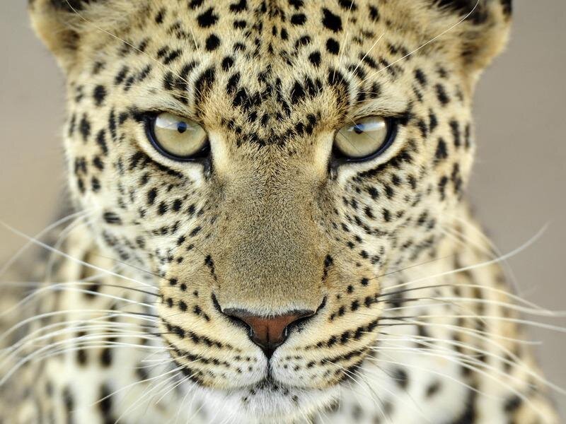 Leopard Face Close-up — Intense, Tan