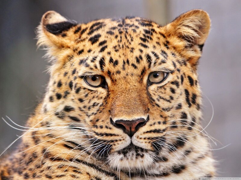 Leopard Face Close-up — Photograph, Black