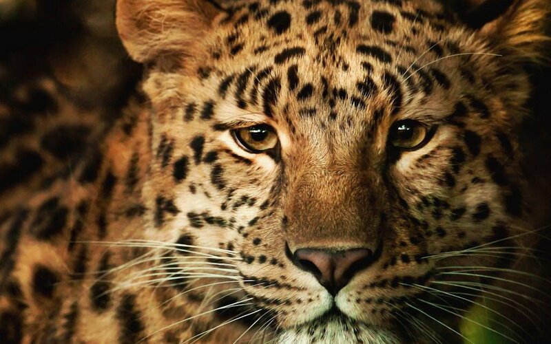 Leopard Face Close-up — Spots
