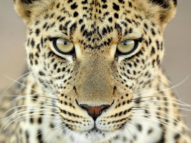 Leopard Face Close-up — Tan, Intense, Photograph, Eyes, Whiskers, Spots, Black