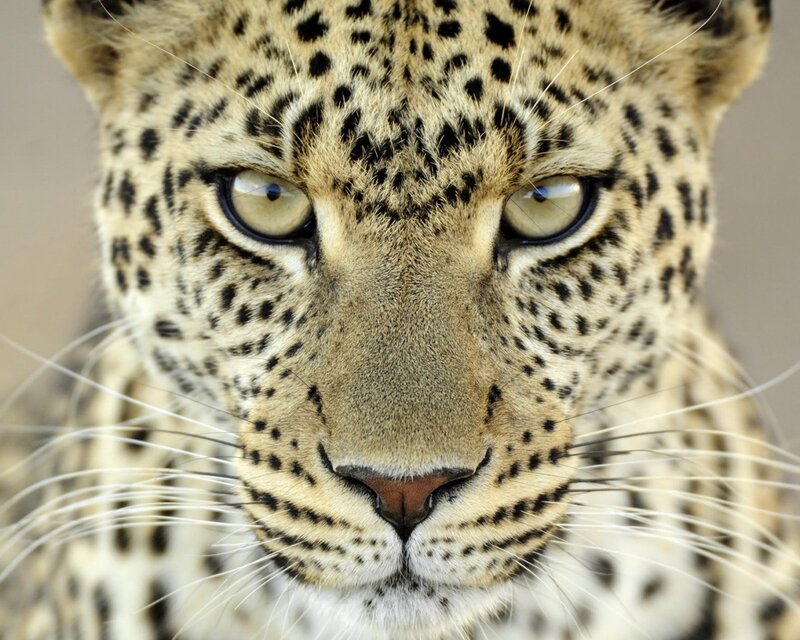 Leopard Face Close-up — Tan, Intense, Photograph, Eyes, Whiskers, Spots, Black, White