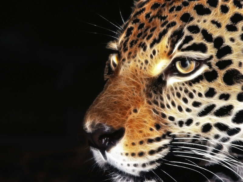 leopard face close-up